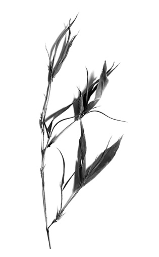 茂系亞